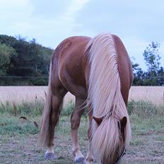 Islænder Viðar fra Petershus