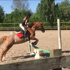 Anden særlig race Nepit