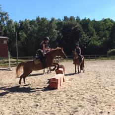 Anden særlig race Nepit