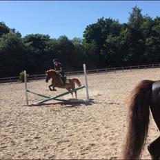 Anden særlig race Nepit