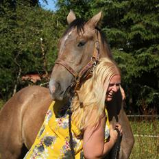 Dansk Varmblod Rosengårdens Prima Donna