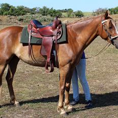 Mustang BestBreed Mustang Kalina