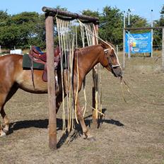 Mustang BestBreed Mustang Kalina