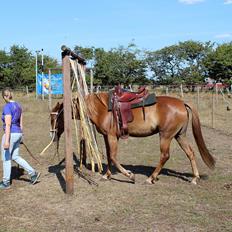 Mustang BestBreed Mustang Kalina
