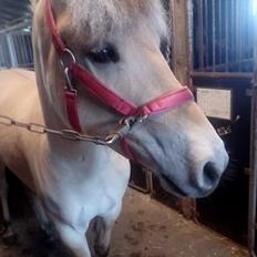 Fjordhest Stald halagers eisja