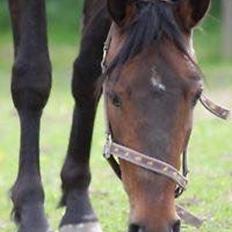 Anden særlig race Platin