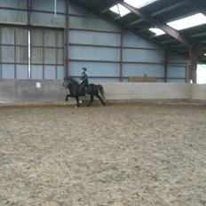 Islænder Hekla fra Langtved