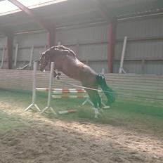 Dansk Varmblod Tullamore Dew