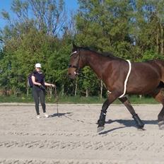 Dansk Varmblod Isabella brown