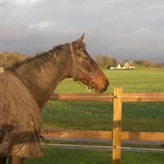 Dansk Varmblod Isabella brown