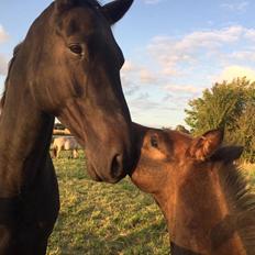 Dansk Varmblod Højmarks falco