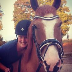 Dansk Varmblod Stald Ninos Perfect Dreamboy