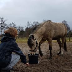 Welsh Pony (sec B) aastrupgaards Heartbeat
