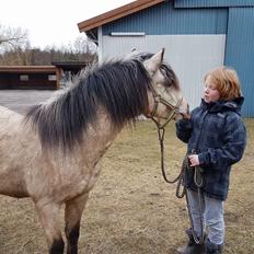Welsh Pony (sec B) aastrupgaards Heartbeat