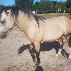 Welsh Pony (sec B) aastrupgaards Heartbeat