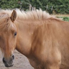 Anden særlig race Aslan