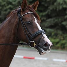 Dansk Varmblod Samantha Who