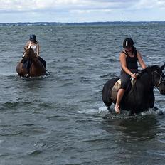 Anden særlig race Bonnie