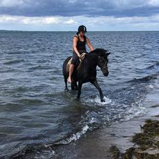 Anden særlig race Bonnie