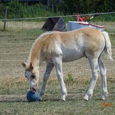 Haflinger Amigo à Rosendal