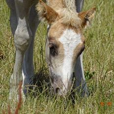 Haflinger Amigo à Rosendal