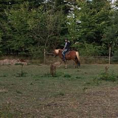 Islænder Askja fra Storgaarden