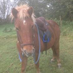 Islænder Askja fra Storgaarden