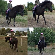 Islænder Kolrassa fra Kviarholti