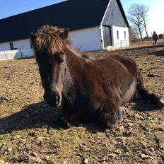 Islænder Kolrassa fra Kviarholti