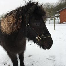 Islænder Kolrassa fra Kviarholti