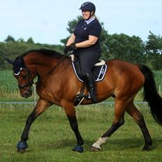 Anden særlig race Dalvangs Casper