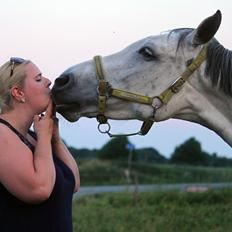 Dansk Varmblod Lambrié Vejen (Avlshoppe)