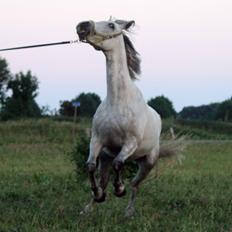 Dansk Varmblod Lambrié Vejen (Avlshoppe)