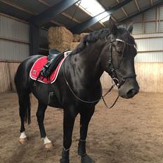 Oldenborg Lille Søgaards Eddi