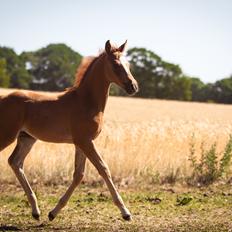 Palomino Zy Red Star *SOLGT*