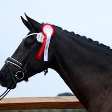 Dansk Varmblod Ea A Fenris