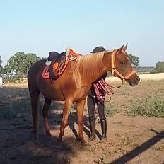 Arabisk fuldblod (OX) Tayisha Ox R.I.P 13-09-2018 