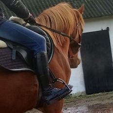 Arabisk fuldblod (OX) Tayisha Ox R.I.P 13-09-2018 