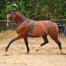 DSP Jq café latte hit