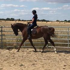 Dansk Varmblod Bastholmmølles Diablo