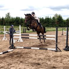 Dansk Varmblod Kragbech's Civic