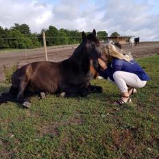 New Forest Vangsgaard's caesar