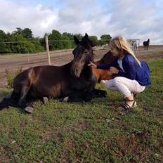 New Forest Vangsgaard's caesar