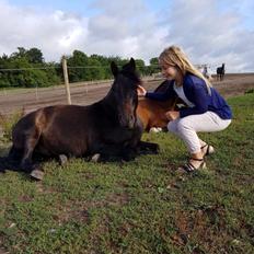 New Forest Vangsgaard's caesar