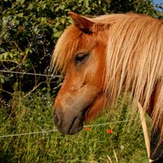 Anden særlig race Ruby