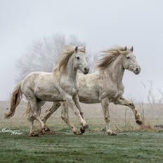 Connemara Dambækgårds Rubbin