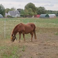 Gotlandsruss Dioni M aka Djuni