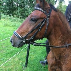 New Forest Amadian (Ams)