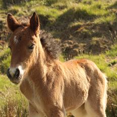 Islænder Sóldögg fra Vang
