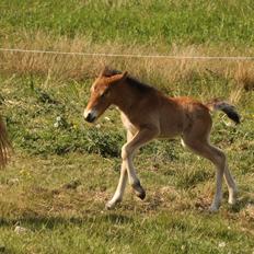 Islænder Sóldögg fra Vang
